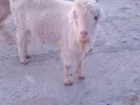 Ziege, Saanen goat — Foto 3