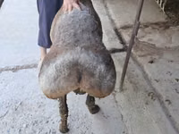 Ram, Sheep — photo 1