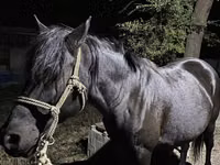 Yegua, Caballos — foto 1