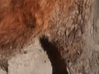 公牛, Cattle — 照片 2