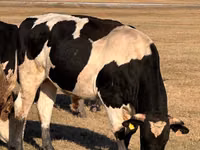 公牛, Russian Black pied cattle — 照片 1