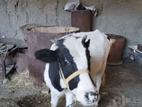 गाय, गोलस्टीन नस्ल — फ़ोटो 3