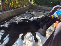母山羊, Goats — 照片 1