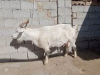Cabra, Saanen goat — foto 3
