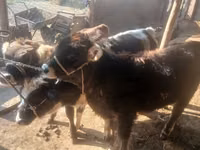 सांड, मवेशी — फ़ोटो 1
