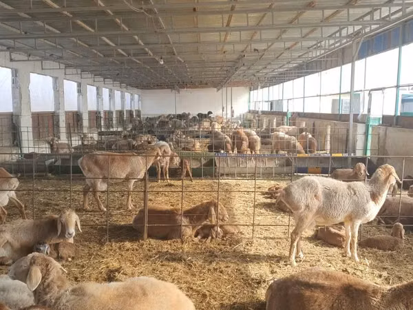 Schafe (Partie, Geschlecht nicht angegeben), Schafe — Usbekistan