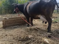 Vaca, Ganado vacuno — foto 5