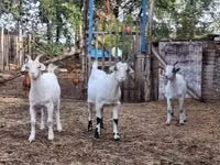 Cabro, Saanen goat — foto 2