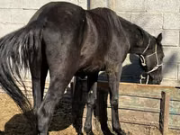Stute, Friesian sport horse — Foto 1