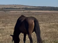 Yegua, Horse breed — foto 2