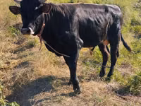 Bulle, Swiss cattle — Foto 5