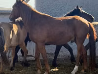 Hengst, Mugalzhar horse — Foto 5
