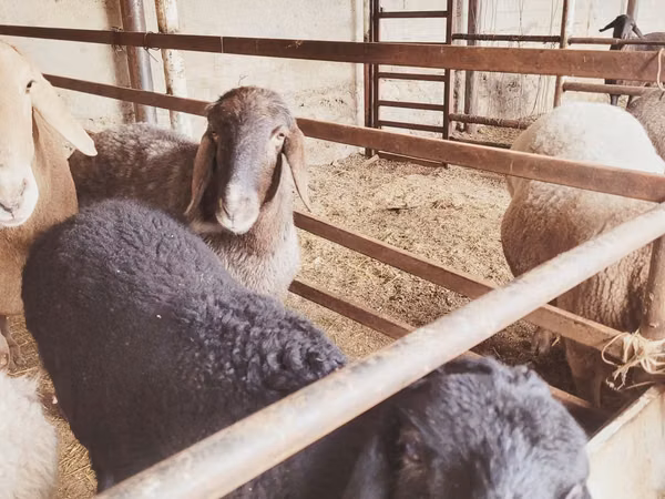 Sheep, Sheep