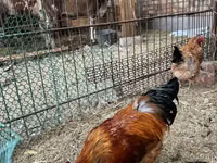 Chickens — Foto 2