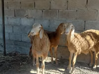 Qoʻchqor, Arashan sheep — 4-rasm