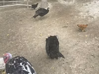 Turkeys — Foto 4