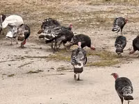 Turkeys — foto 8
