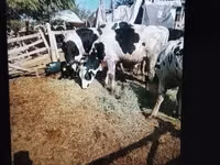 Toro, Russian Black pied cattle — foto 3