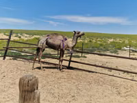 ناقة, الجمال — الصورة 3