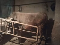 Toro, Ganado vacuno — foto 7