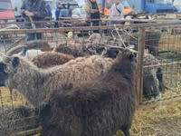 Ziegenbock, Alpine goat — Foto 1