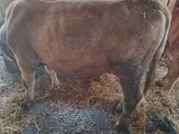 Kuh, Simmental cattle — Foto 6
