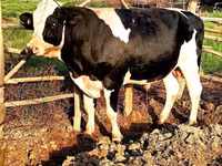 Toro, Raza Holstein — foto 3