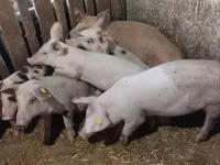 Säue, Schweine — Foto 7