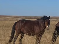 فرس, Kazakh horse — الصورة 3