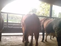 Бұқа, Simmental cattle — 2-сурет