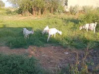 Ziegenbock, Saanen goat — Foto 1