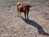 母牛, Cattle — 照片 3