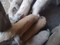 公猪, Pigs — 照片 1