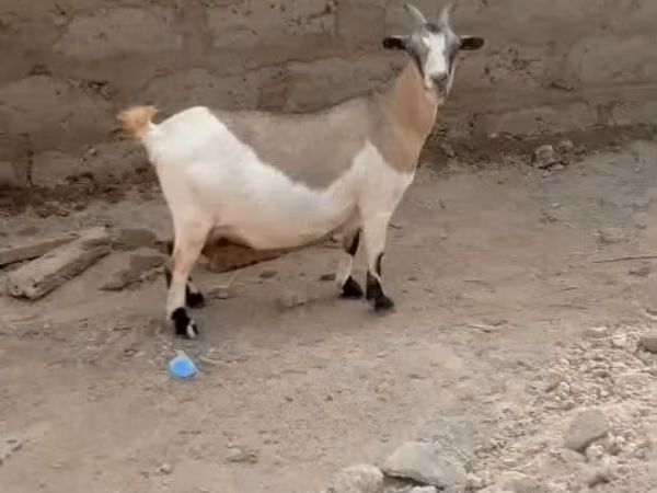 山羊（批次，未指定性别）, Goats