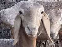 Schaf, Arashan sheep — Foto 1