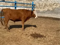 公牛, Kazakh White-headed cow — 照片 1