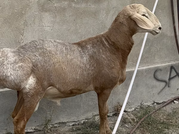 Кочкар