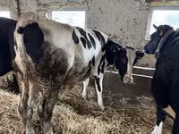 بقرة, Russian Black pied cattle — الصورة 2