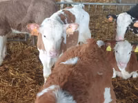 Bulle, Simmental cattle — Foto 3
