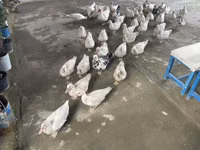 Ducks — 照片 5