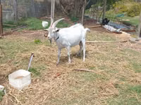 山羊（批次，未指定性别）, Goats — 照片 2