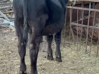 Bulle, Aberdeen-Angus — Foto 2