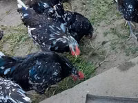 Australorp — Foto 4