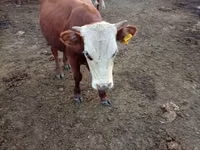 Bulle, Simmental cattle — Foto 4