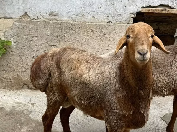 Кочкор, Койлор
