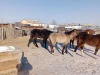 Caballo, Mugalzhar horse — foto 6