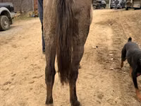 Stute, Rocky Mountain Horse — Foto 7