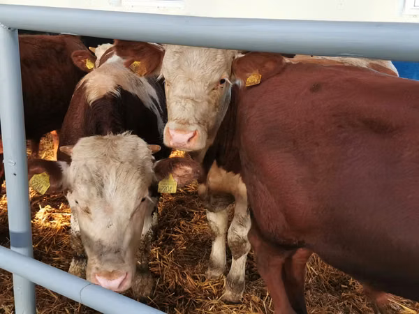 أبقار (دفعة، الجنس غير محدد), Simmental cattle