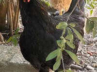 Chickens — الصورة 4