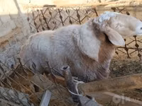 كبش, الأغنام — الصورة 3